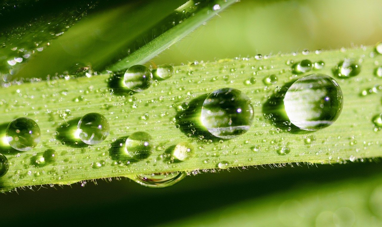 leaf, water, green, dew, nature, drop, drops, rain, plant, wet, macro, grass, leaves, close-up, droplets, closeup, abstract, raindrop, fresh, freshness, flora, droplet, close, garden, summer, spring, natural, bright, life, environment, growth, liquid, texture, environmental, blossom, ecology, foliage, grow, eco, botany, bio, design, ecological, organic, green rain, green abstract, green texture, green life, green growth, green design, environmental, environmental, environmental, environmental, ecology, ecology, eco, eco, eco, eco, eco