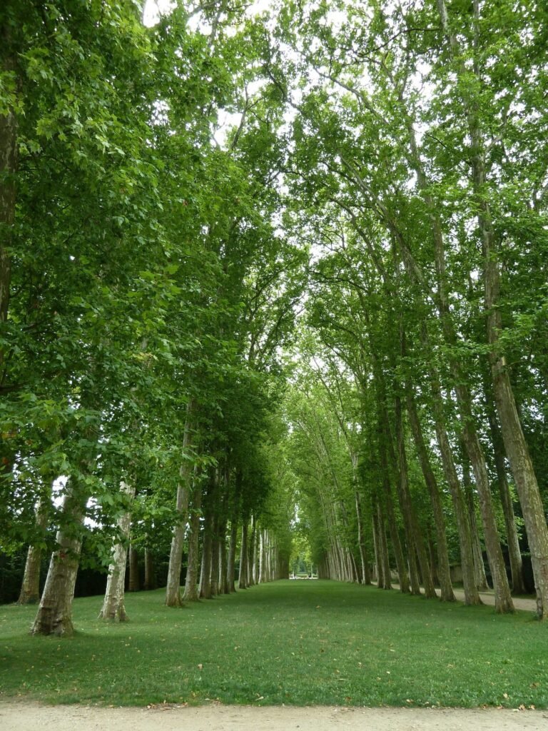 Bois de la Cambre